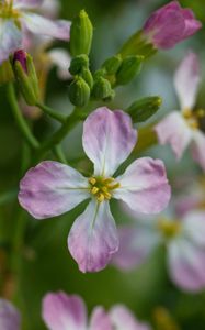 Preview wallpaper radish, flower, petals, macro, blur