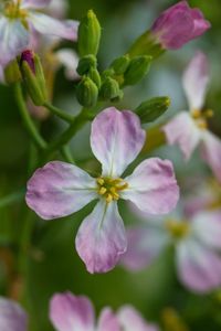 Preview wallpaper radish, flower, petals, macro, blur