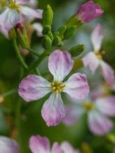 Preview wallpaper radish, flower, petals, macro, blur