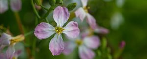 Preview wallpaper radish, flower, petals, macro, blur