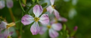 Preview wallpaper radish, flower, petals, macro, blur