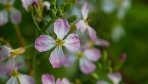 Preview wallpaper radish, flower, petals, macro, blur