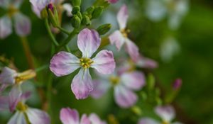 Preview wallpaper radish, flower, petals, macro, blur