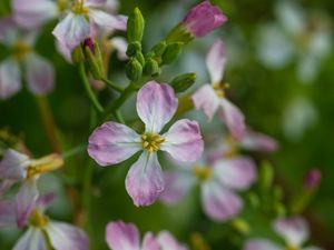 Preview wallpaper radish, flower, petals, macro, blur