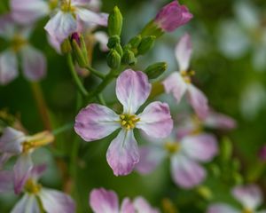 Preview wallpaper radish, flower, petals, macro, blur