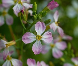 Preview wallpaper radish, flower, petals, macro, blur