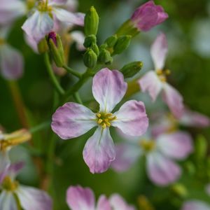 Preview wallpaper radish, flower, petals, macro, blur