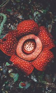 Preview wallpaper rafflesia, flower, spotted, exotic, monster flower