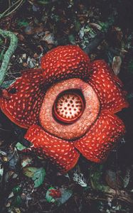 Preview wallpaper rafflesia, flower, spotted, exotic, monster flower
