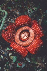 Preview wallpaper rafflesia, flower, spotted, exotic, monster flower