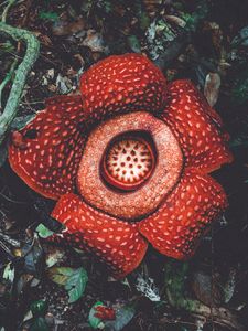 Preview wallpaper rafflesia, flower, spotted, exotic, monster flower