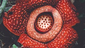Preview wallpaper rafflesia, flower, spotted, exotic, monster flower