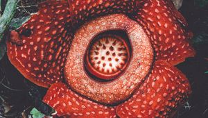 Preview wallpaper rafflesia, flower, spotted, exotic, monster flower