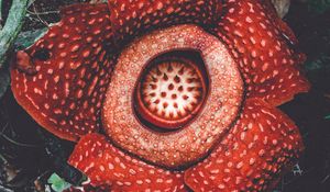 Preview wallpaper rafflesia, flower, spotted, exotic, monster flower