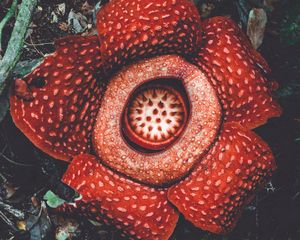 Preview wallpaper rafflesia, flower, spotted, exotic, monster flower