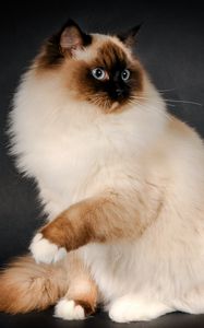 Preview wallpaper ragdoll, cat, breed, color, fluffy