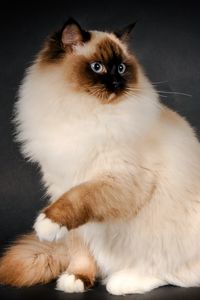 Preview wallpaper ragdoll, cat, breed, color, fluffy