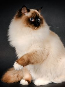 Preview wallpaper ragdoll, cat, breed, color, fluffy