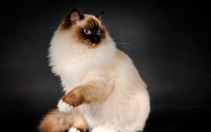 Preview wallpaper ragdoll, cat, breed, color, fluffy