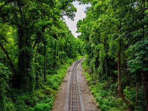 Preview wallpaper railroad, trees, forest