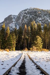 Preview wallpaper railroad, trees, forest, snow, winter, sunlight