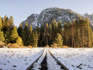 Preview wallpaper railroad, trees, forest, snow, winter, sunlight