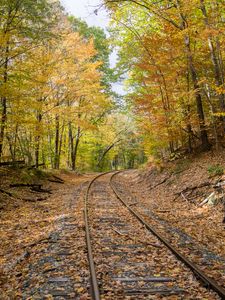 Preview wallpaper rails, forest, trees, autumn, foliage