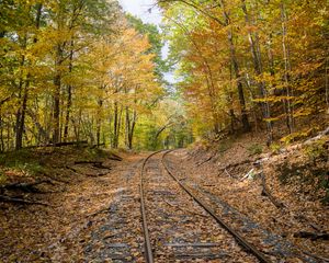 Preview wallpaper rails, forest, trees, autumn, foliage