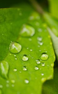 Preview wallpaper rain, drops, leaves, macro