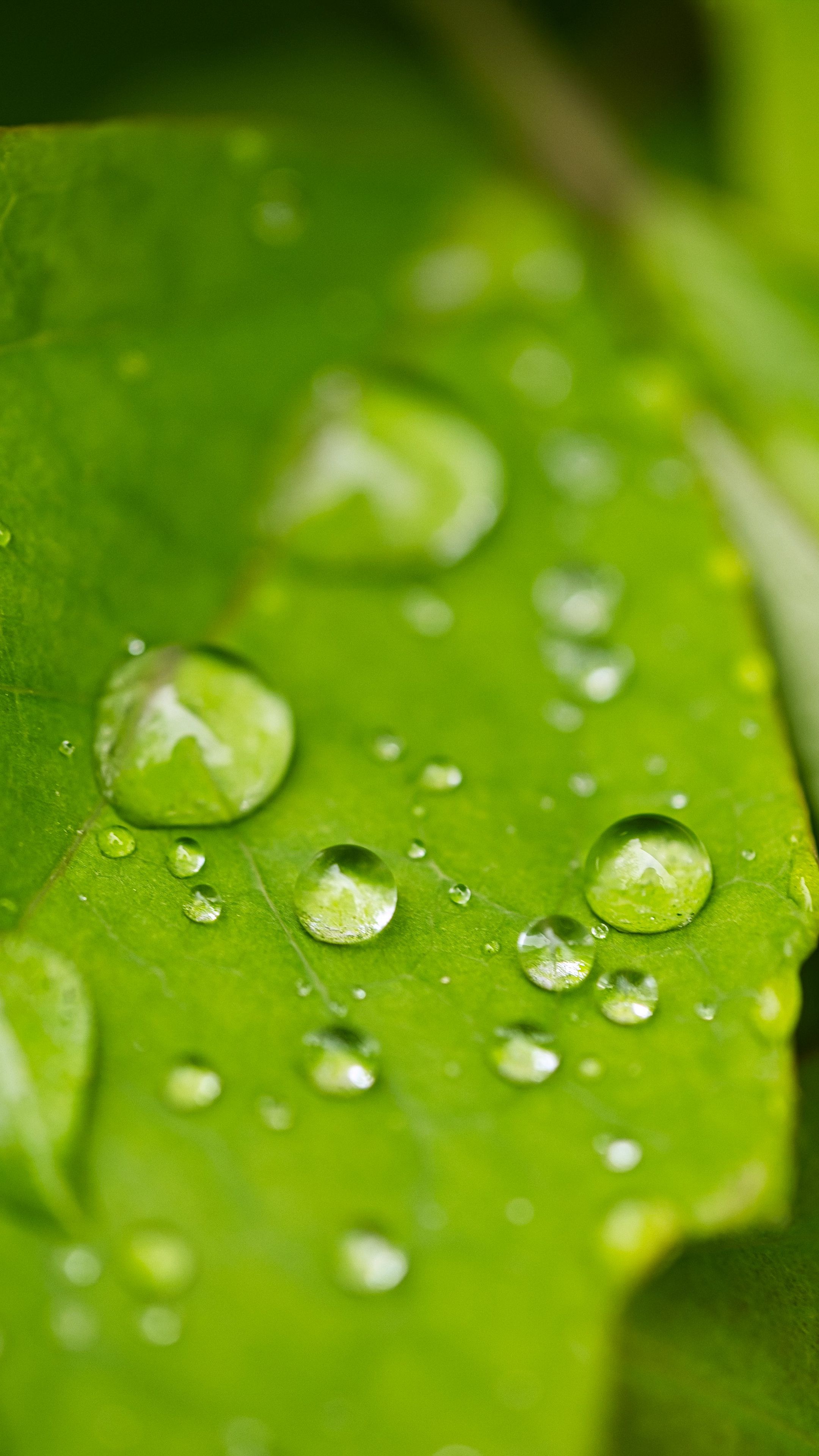 2160x3840 Wallpaper rain, drops, leaves, macro