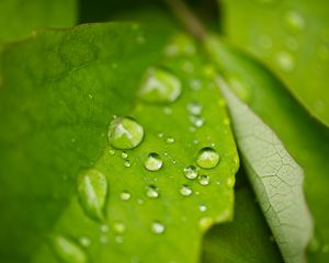 Preview wallpaper rain, drops, leaves, macro