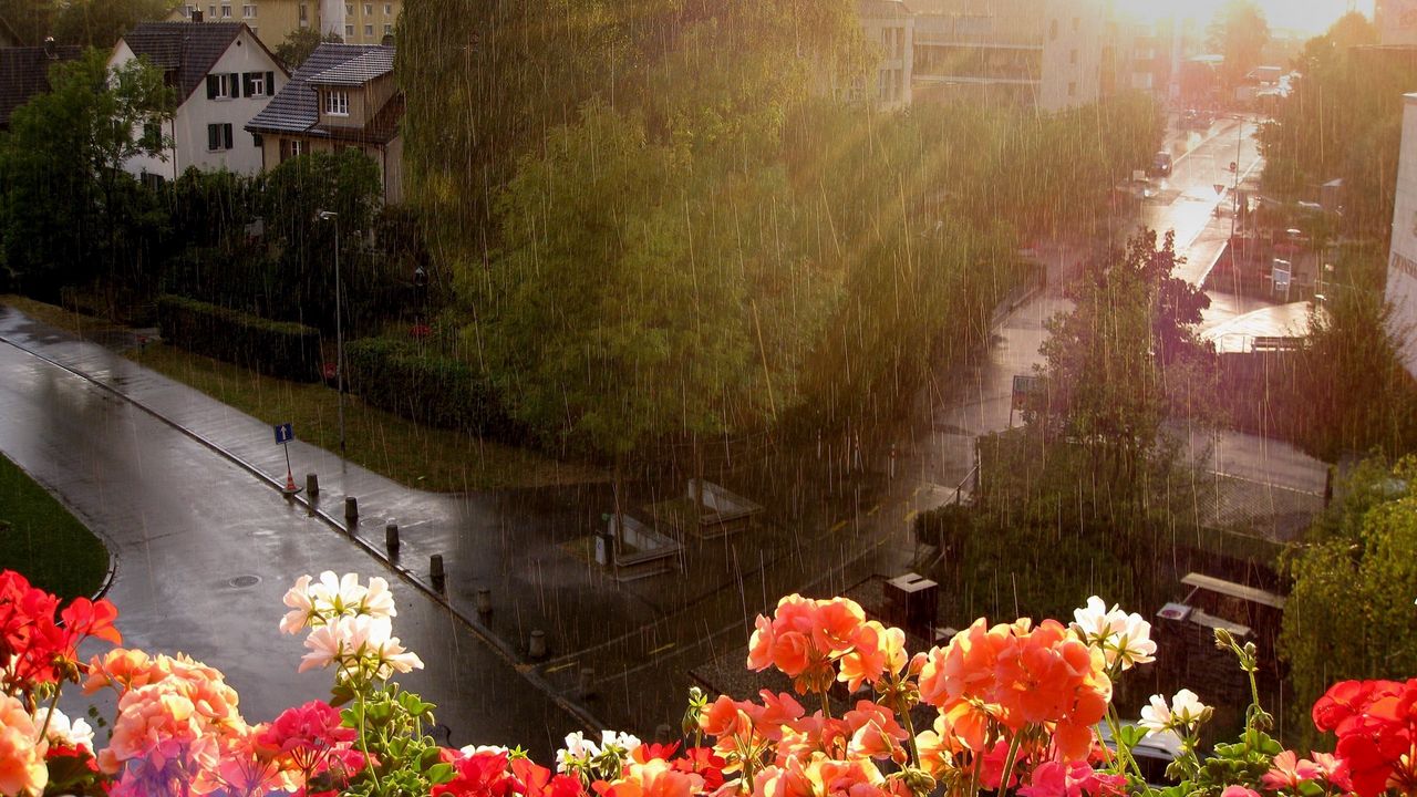 Wallpaper rain, heavy rain, flowers, street, balcony, height, wet
