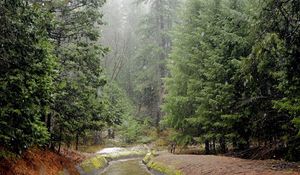 Preview wallpaper rain, wood, river, bad weather