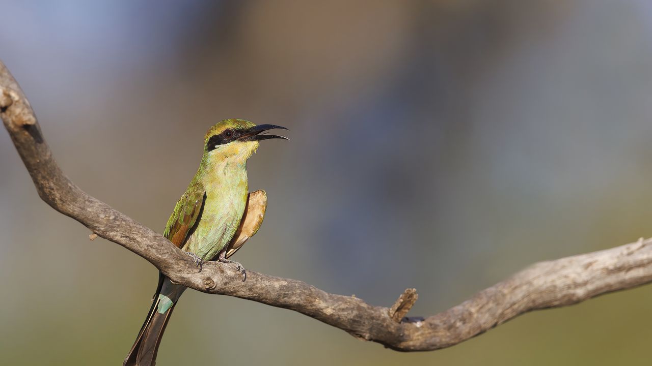 Wallpaper rainbow bee-eater, bird, wildlife, beak, branch