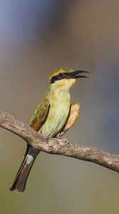 Preview wallpaper rainbow bee-eater, bird, wildlife, beak, branch