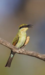 Preview wallpaper rainbow bee-eater, bird, wildlife, beak, branch