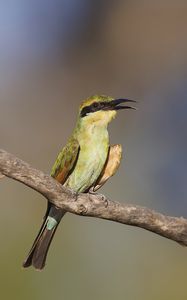 Preview wallpaper rainbow bee-eater, bird, wildlife, beak, branch