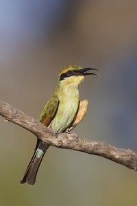 Preview wallpaper rainbow bee-eater, bird, wildlife, beak, branch