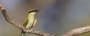 Preview wallpaper rainbow bee-eater, bird, wildlife, beak, branch