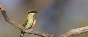 Preview wallpaper rainbow bee-eater, bird, wildlife, beak, branch