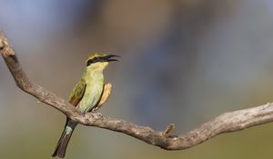 Preview wallpaper rainbow bee-eater, bird, wildlife, beak, branch