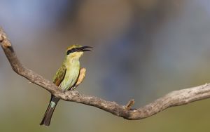 Preview wallpaper rainbow bee-eater, bird, wildlife, beak, branch