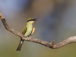 Preview wallpaper rainbow bee-eater, bird, wildlife, beak, branch