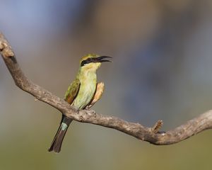 Preview wallpaper rainbow bee-eater, bird, wildlife, beak, branch