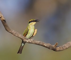 Preview wallpaper rainbow bee-eater, bird, wildlife, beak, branch