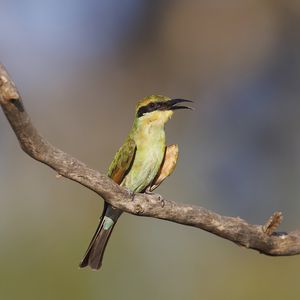 Preview wallpaper rainbow bee-eater, bird, wildlife, beak, branch