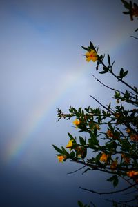 Preview wallpaper rainbow, branches, flowers, leaves, dark