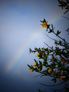 Preview wallpaper rainbow, branches, flowers, leaves, dark