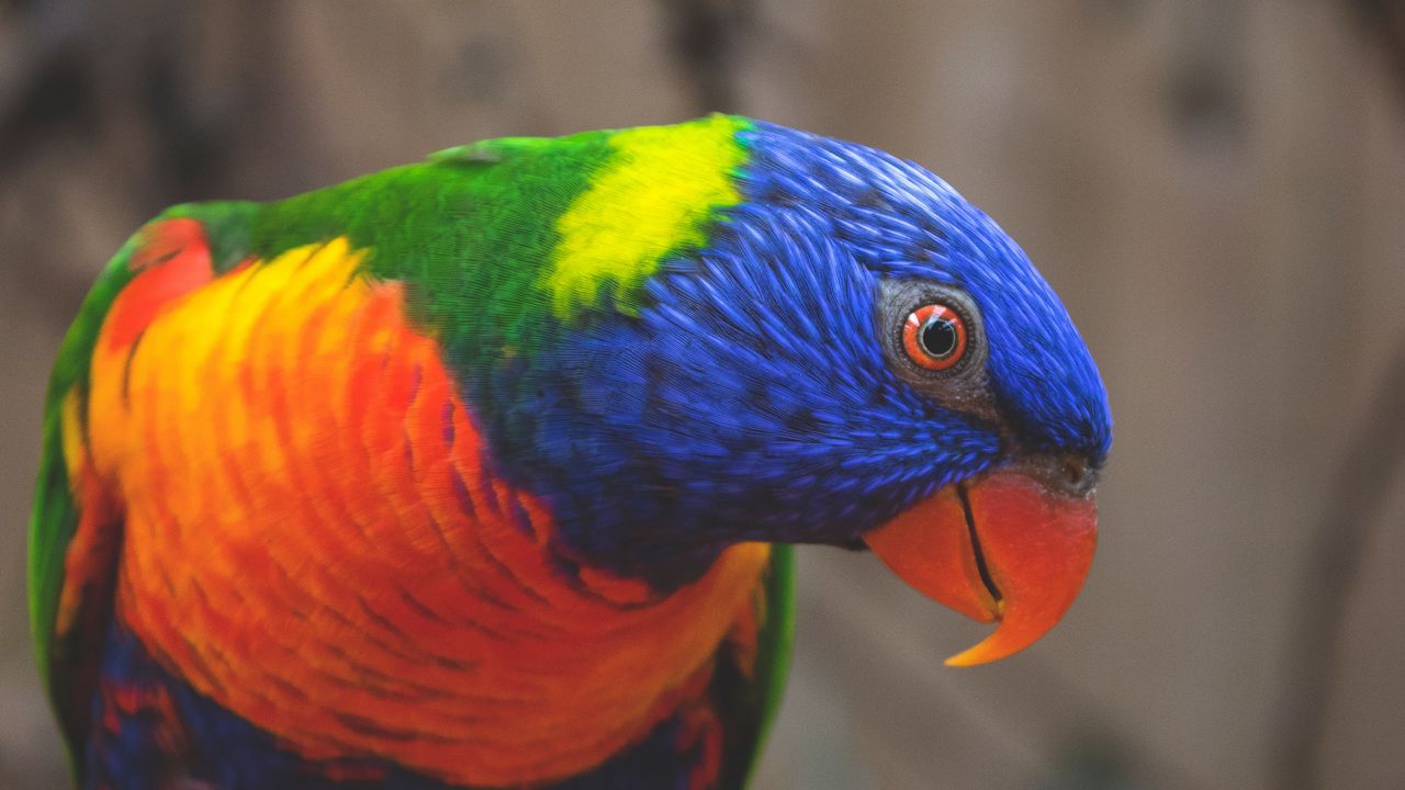 Wallpaper rainbow lorikeet, parrot, bird, colorful