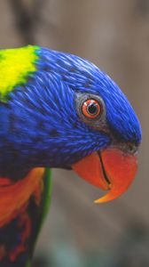 Preview wallpaper rainbow lorikeet, parrot, bird, colorful